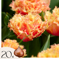 Tulpenbollen - Set van 20 - Tulipa 'Brisbane' - Bloembollen - Roze