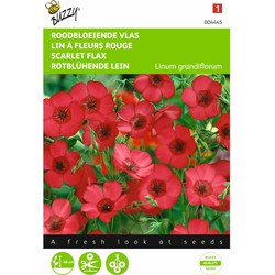 2 stuks - Linum rubrum grandiflorum Rood