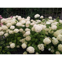 Hortensia Annabelle wit Groot