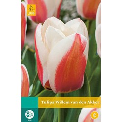 Tulipa Willem van den Akker