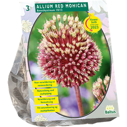 Allium Red mohican per 3 bloembollen