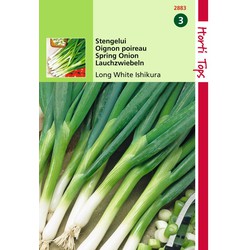 2 stuks - Stengel Ui Ishikura Allium Fistulosum