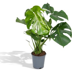 Hello Plants Monstera Deliciosa Gatenplant - Ø 21 cm - Hoogte: 65 cm - Kamerplant