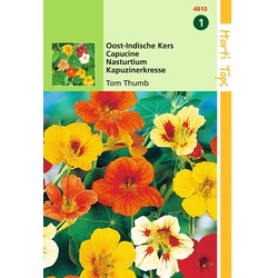 2 stuks - Tropaeolum Tom Thumb enkelbl.gem.laag