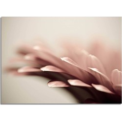 Roze bloem - Botanische poster  - A3 + fotolijst wit