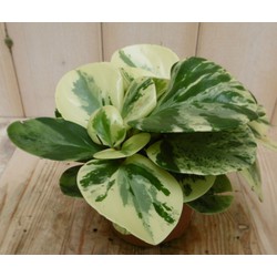 2 stuks! Peperomia obtusifolia variegatum