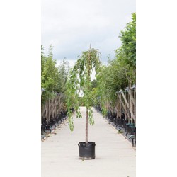 2 stuks! Japanse treur sierkers Prunus serrulata Kiku-shidare-zakura h 230 cm st. omtrek 8 cm st. hoogte 200 cm boom