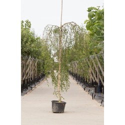 2 stuks! Prieelberk Betula pendula Youngii h 210 cm st. omtrek 8 cm st. h 180 cm boom