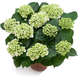 Hortensia Masterpiece | Curly Wurly wit