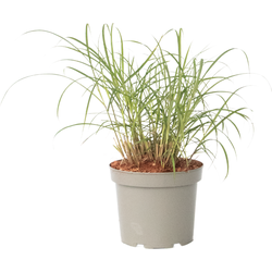 Prachtriet - Miscanthus sinensis 'Red Chief' - Hoogte 40-60cm - ⌀23cm
