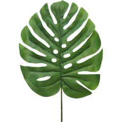 (Best) Monstera leaf Futura lvs small 90cm green