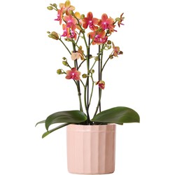 Kolibri Orchids | Oranje geurende phalaenopsis orchidee in zandkleurige Stripe sierpot - potmaat Ø12cm