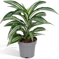 Hello Plants Dracaena Fragrans Wit Bond Drakenboom - Ø 17 cm - Hoogte: 40 cm - Palm Kamerpalm