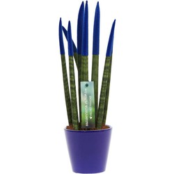 Sansevieria Cylindrica - Velvet Touchz - Hoogte 20-40cm - Pot 9cm