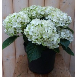 Hortensia Hydrangea wit 40 cm