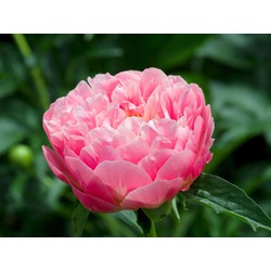 Paeonia 'Pink Hawaiian Coral' - Set van 2 - Pioenrozen - Roze