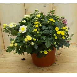 3 stuks! Mini bol chrysant geel