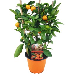 Citrus Calamondin op rek - Mini mandarijn - Pot 14cm - Hoogte 25-40cm