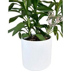 Plant Reservoir Mickey ears glass pink