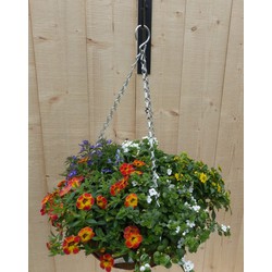 Hanging basket zomerbloeiers kleurenmix h25 cm