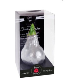 Bloembol Rode Amaryllis Wax kaarsvet Gloss Zilver cadeauverpakking 'Zwart Karton' Kebol