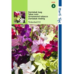 2 stuks - Nicotiana Nana Tinkerbell Gemengd