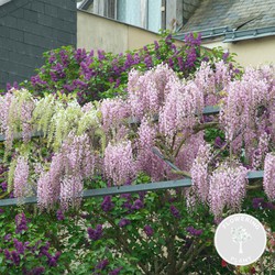 Wisteria  Rosea – Blauwe regen – Roze - Klimplant – Onderhoudsvriendelijk - ⌀ 15 cm - ↕60-70 cm