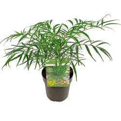 Hello Plants Mahonia Eurybracteata Soft Caress Mahoniestruik - Struik - Ø 13 cm - Hoogte: 20 cm