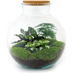 URBANJNGL - Planten terrarium • Bolder Bob • Ecosysteem plant • ↑ 30 cm