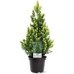 Picea glauca Rainbow s End 30-40 cm Conifeer