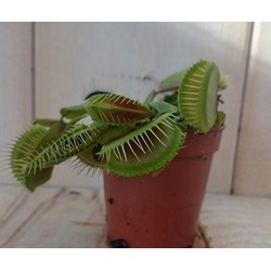 5 stuks! Vleesetende plant Mascotte Venusvliegenvanger Dionaea mini - Warentuin Natuurlijk