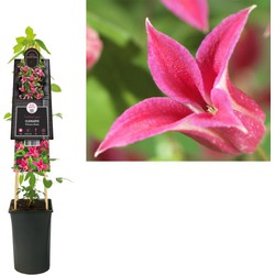 3 stuks - Klimplant Clematis Princess Diana 75 cm