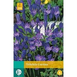 5 stuks - Triteleia Corrina 20 bollen