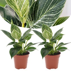 Philodendron 'White Wave' - Set van 2 - Pot 12cm - Hoogte 20-30cm