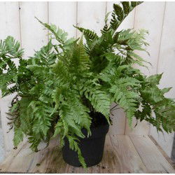 Vaste plant Tuinvaren Groot 30 cm