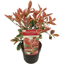 Hello Plants Photinia Fraseri Pink Marble Glansmispel - Struik. Sierheester - Ø 19 cm - Hoogte: 30 cm