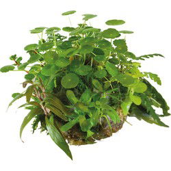 Ap-ball hydrocotyle verticillata Aquafleur