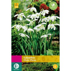 Galanthus Flore Pleno, 10 bloembollen