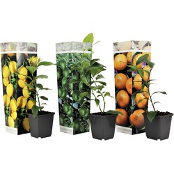 Citrus Mix - Set van 3 - Citroen, Limoen, Sinaasappel - Pot 9cm - Hoogte 25-40cm