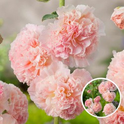 Alcea Rosea Peaches 'N Dreams - Set van 6 - Wortelstokken - Stokroos