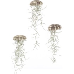 Airplant (Jellyfish Tillandsia) - set van 3