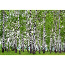 Sanders & Sanders fotobehang bosrijk landschap groen - 360 x 270 cm - 600417
