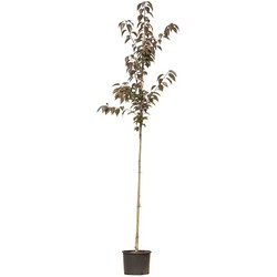 2 stuks! Rode Japanse sierkers prunus serrulata Royal Burgundy h 250 cm st. omtrek 6 cm boom