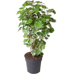 Polyscias Balfouriana - Hartvormige groene bladeren - Pot 19cm - Hoogte 70-80cm