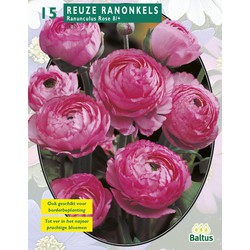 2 stuks Ranonkel Roze per 15