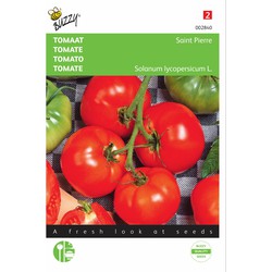 2 stuks - Tomaten St. Pierre Grote Vollegrondse - Buzzy
