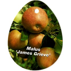 Malus Domestica James Grieve - Oosterik Home