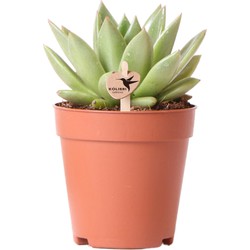 Kolibri Greens | Groene plant - Succulent Echeveria Miranda - groene kamerplant - vers van de kweker - Ø9cm