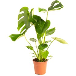 OH2 - Gatenplant Large set x2 - Monstera Deliciosa Large - Exotische kamerplant - Luchtzuiverend - 65-75cm