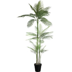 PTMD Tree Green palm tree in black pot